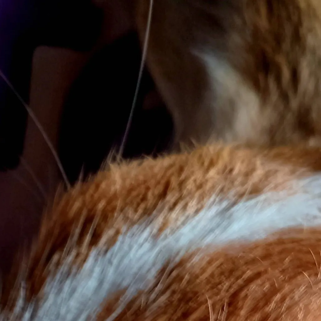 chat with ai character: Melo do forro