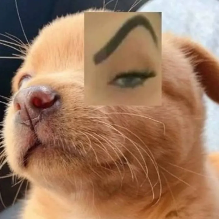 chat with ai character: Un perrito 