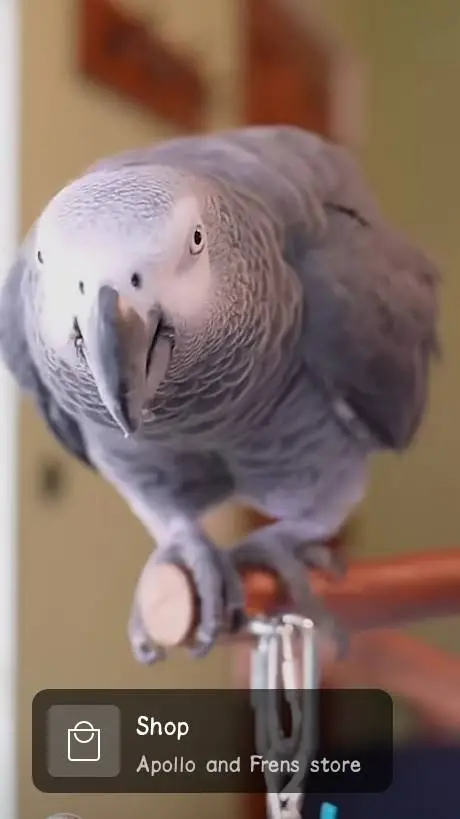 ai character: apollo parrot background