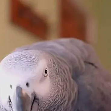 chat with ai character: apollo parrot
