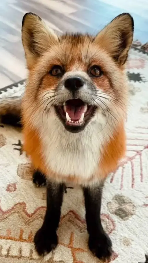 ai character: Foxox background