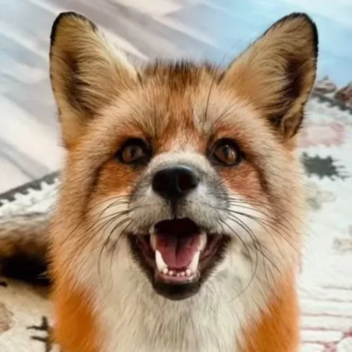 chat with ai character: Foxox