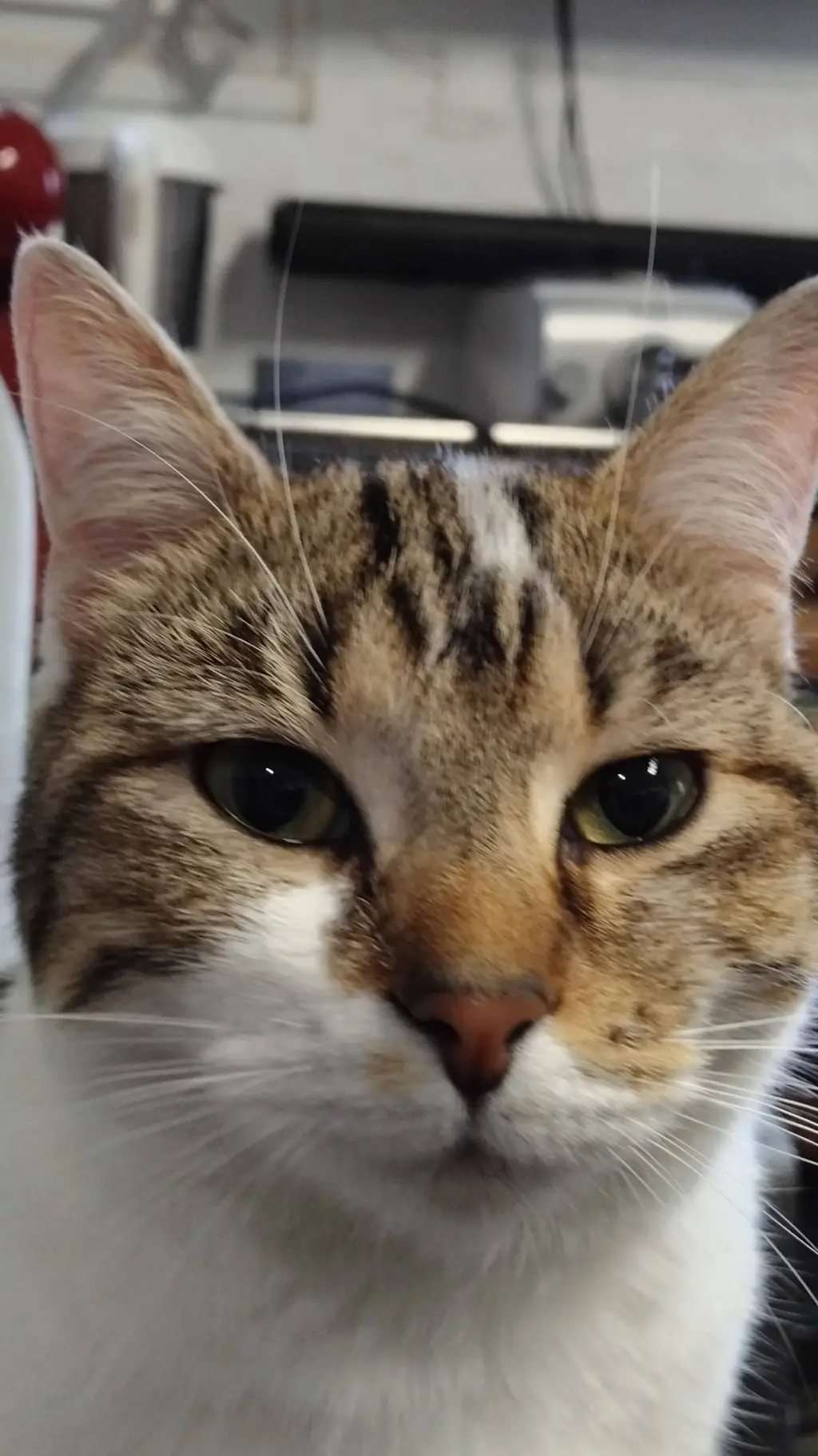 Talkie AI - Chat with Mim