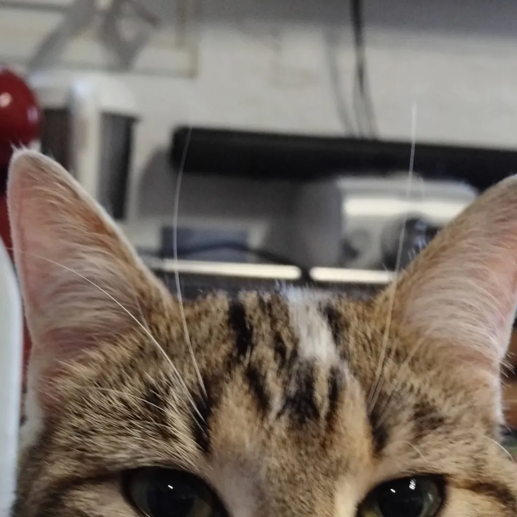 chat with ai character: Mim