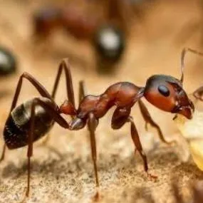 chat with ai character: formiguinha 🐜