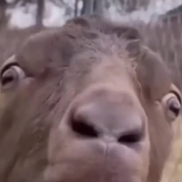 chat with ai character: dw pick me