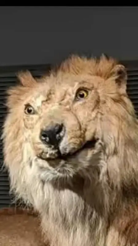 ai character: very ugly lion background
