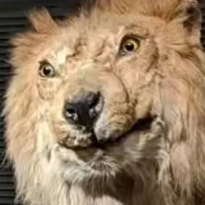 chat with ai character: very ugly lion
