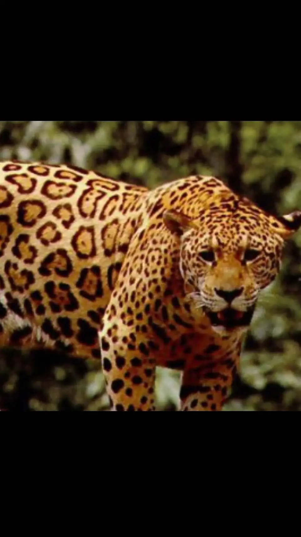 ai character: jaguar background