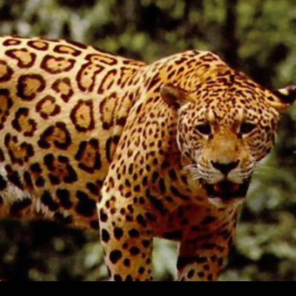 chat with ai character: jaguar