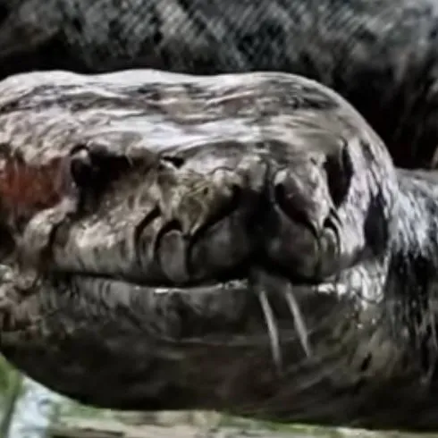 chat with ai character: 2nd anaconda 2024