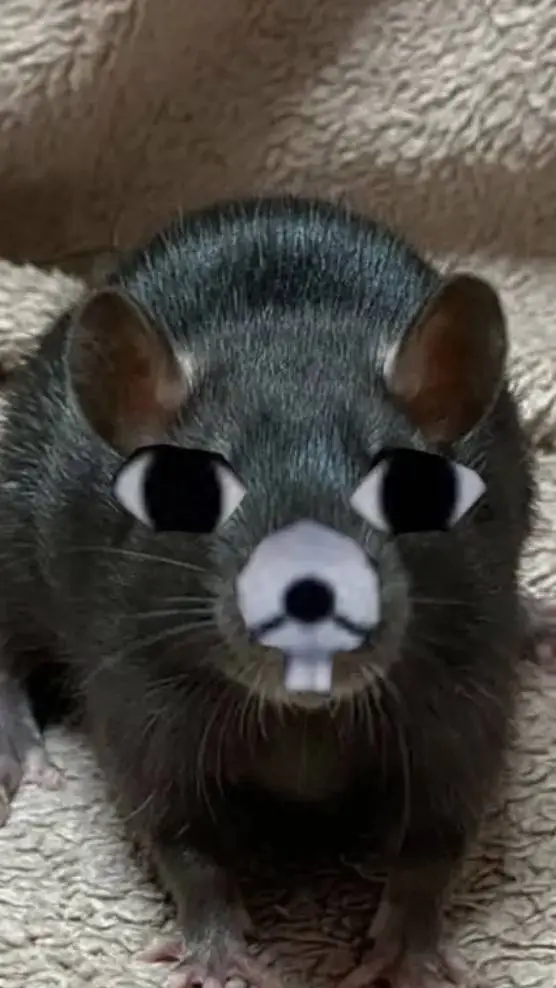 Talkie AI - Chat with ratthew