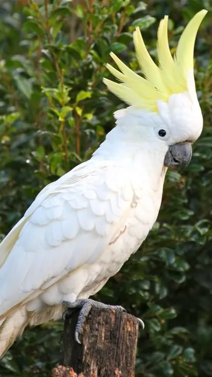 Talkie AI - Chat with Raise a cockatoo