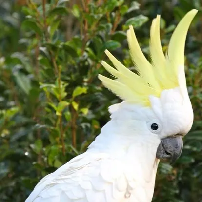chat with ai character: Raise a cockatoo