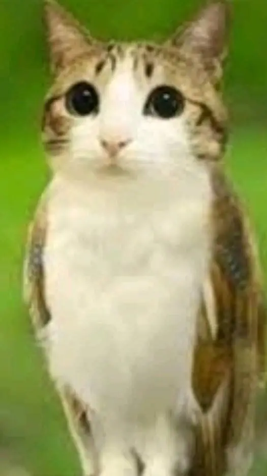 ai character: meowl background