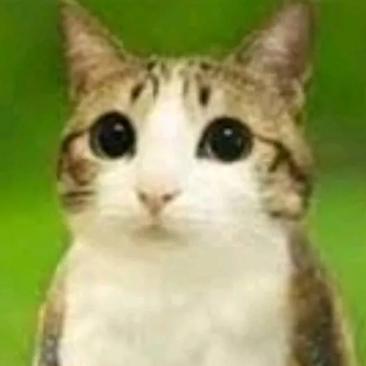 chat with ai character: meowl