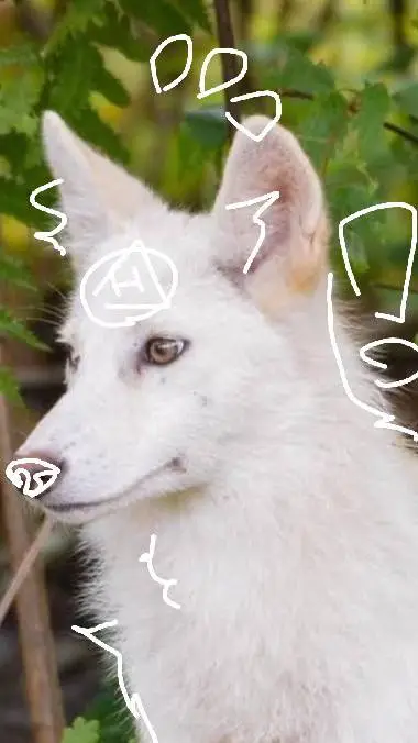 ai character: Leucistic coyote  background