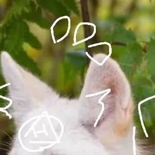 chat with ai character: Leucistic coyote 