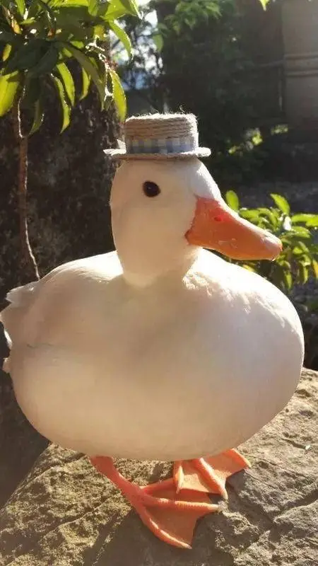 ai character: cute duck background