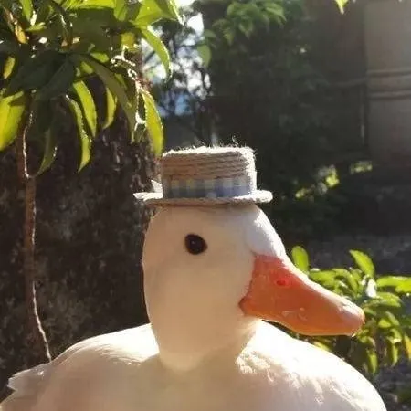 chat with ai character: cute duck