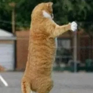 chat with ai character: farting cat