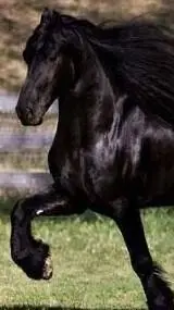 ai character: Sams horse school background