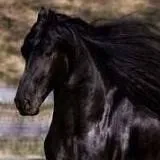 chat with ai character: Sams horse school