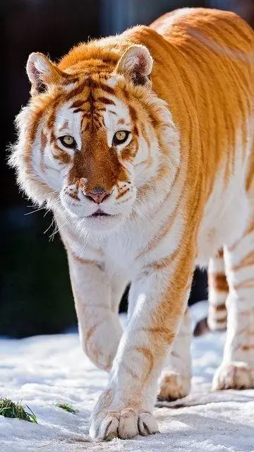 ai character: Samsschoolanimalau background