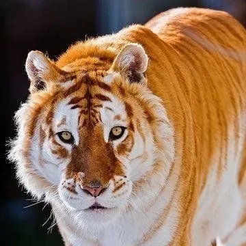 chat with ai character: Samsschoolanimalau