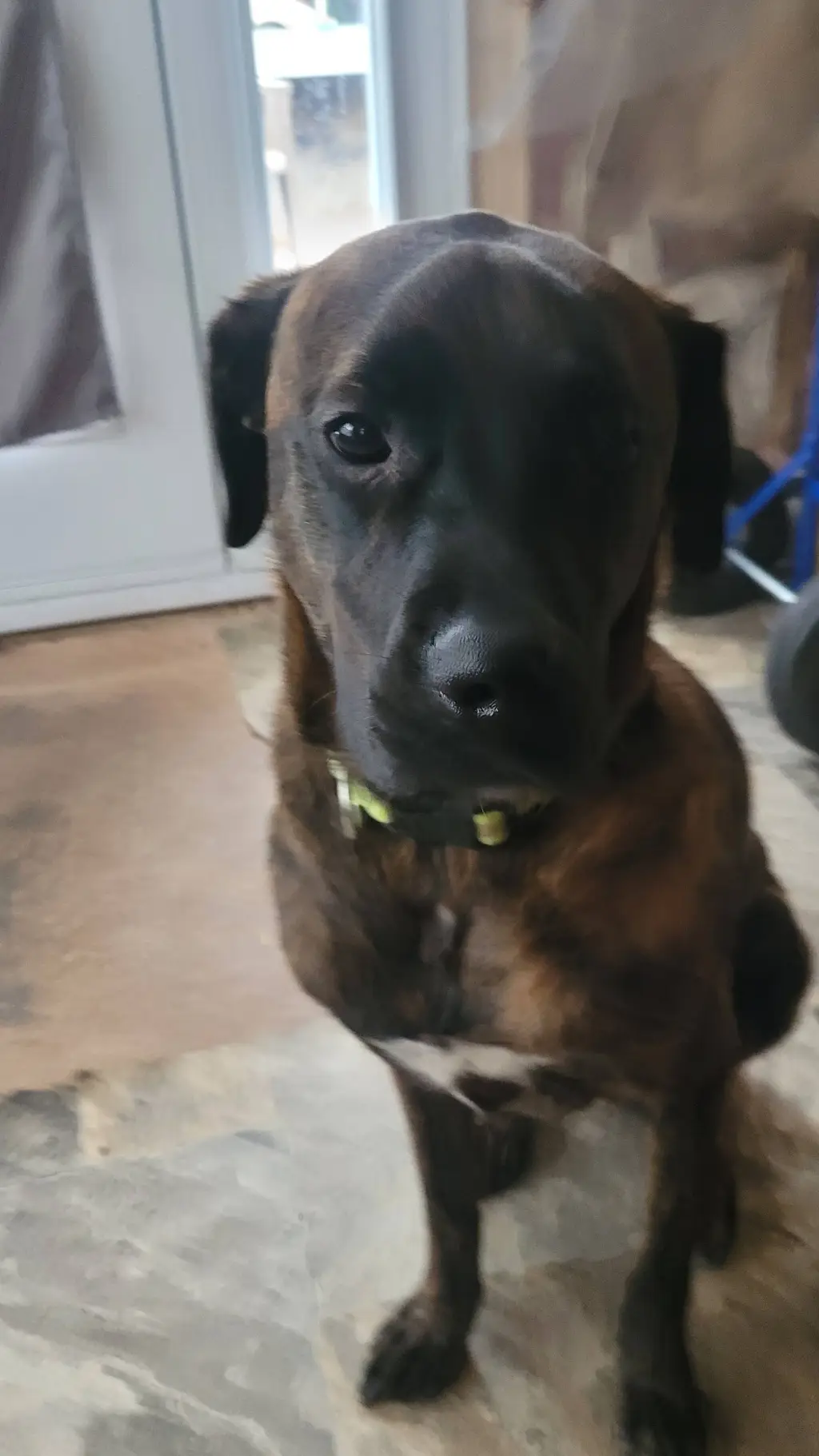 ai character: kpdh background