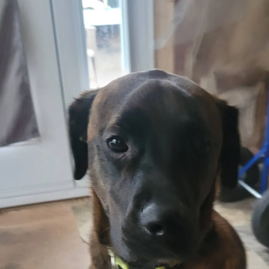 chat with ai character: kpdh