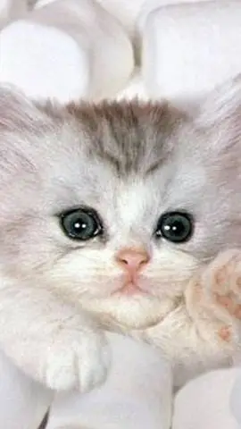 ai character: poor kitty background