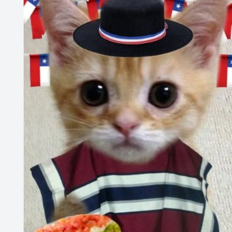 chat with ai character: el gato chileno 