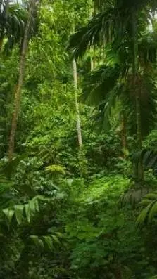 ai character: Amazonas background