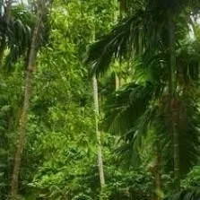 chat with ai character: Amazonas