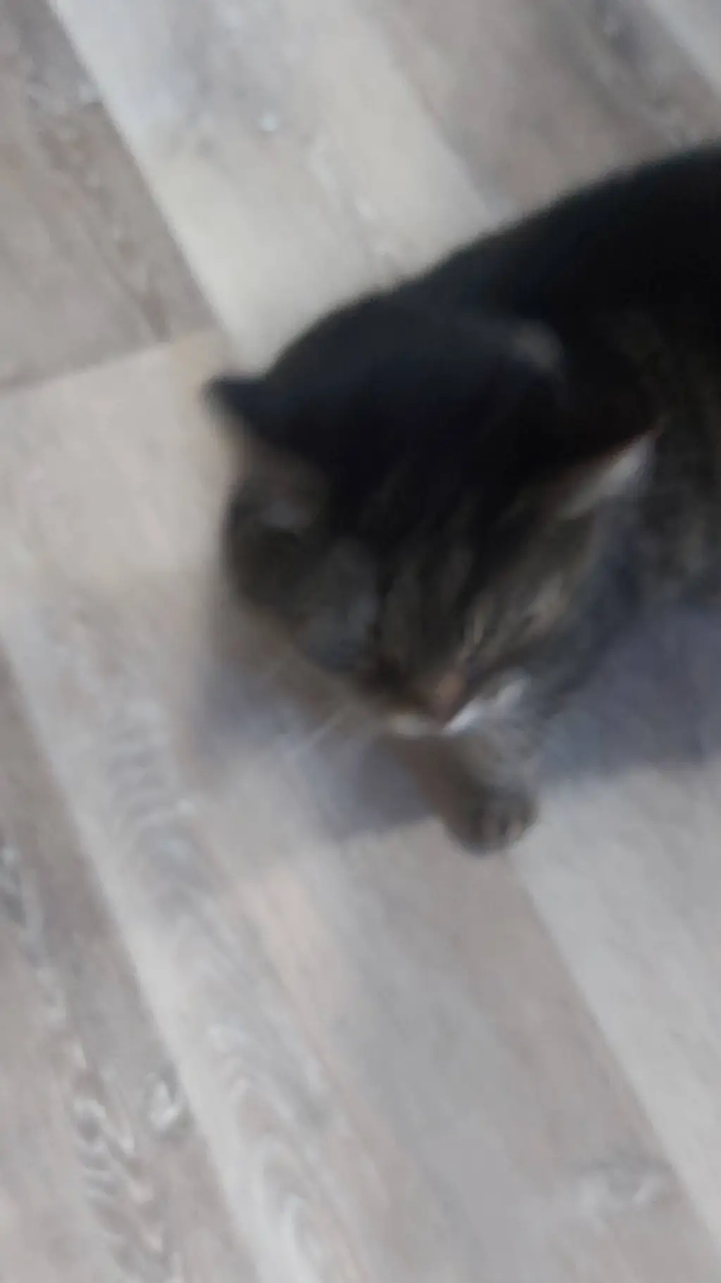 ai character: jade and her cat background