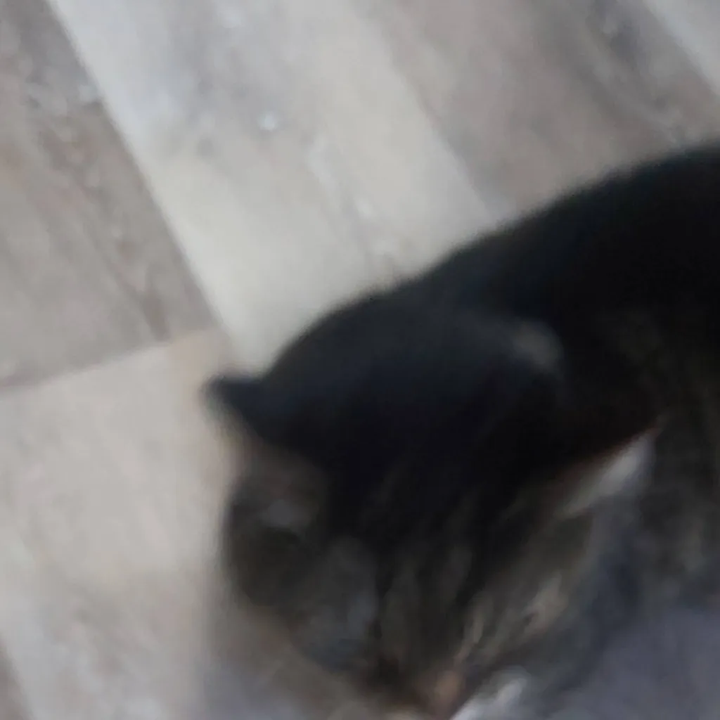 chat with ai character: jade and her cat