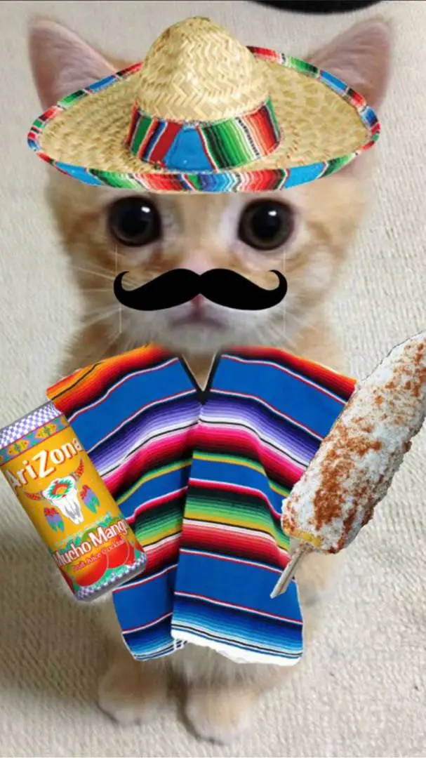 ai character: MEXICAN GATO 1 background