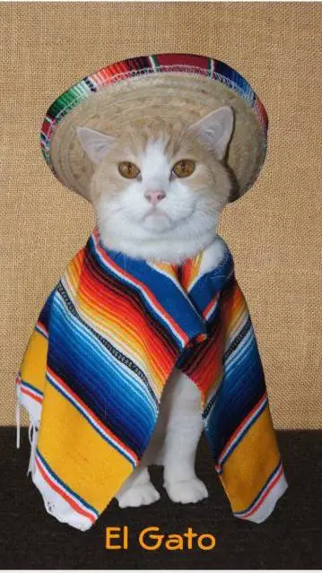 ai character: MEXICAN GATO 2 background