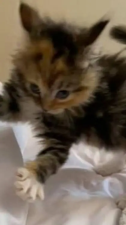 ai character: kitten background