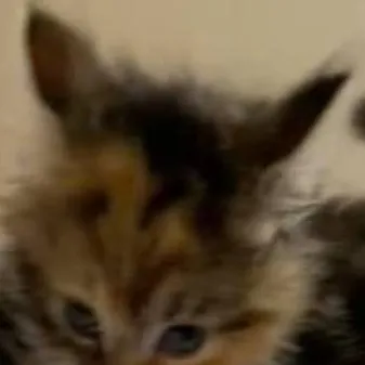 chat with ai character: kitten