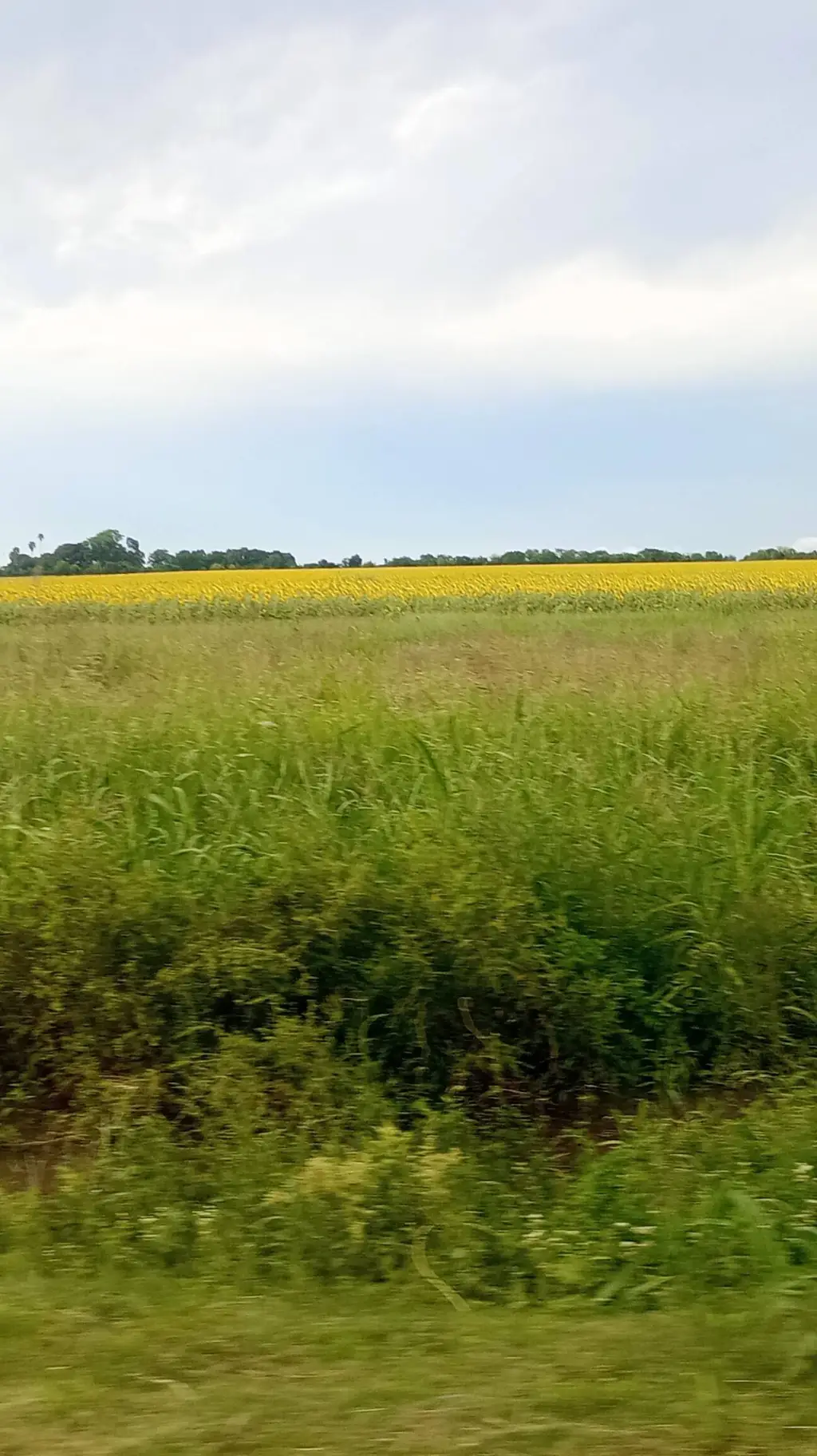 ai character: Miss Mechi 9 background