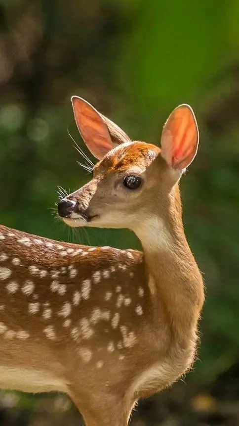 ai character: 🤎~Deer~🤎 background