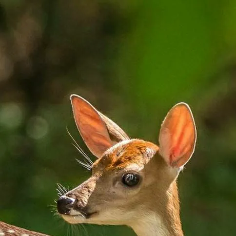 chat with ai character: 🤎~Deer~🤎
