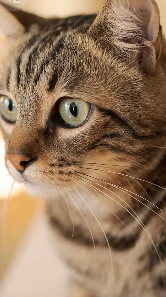 ai character: hungry cat background