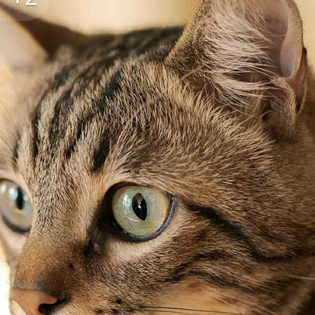 chat with ai character: hungry cat