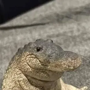 chat with ai character: mingo mango 