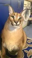 ai character: кот шлёпа background