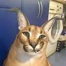 chat with ai character: кот шлёпа