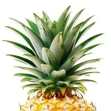 chat with ai character: piña